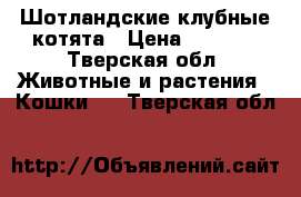 Шотландские клубные котята › Цена ­ 3 500 - Тверская обл. Животные и растения » Кошки   . Тверская обл.